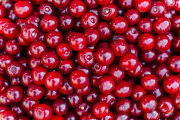 The texture of many cherries. Natural background of harvested ripe red sour cherry berries