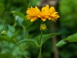 yellow flower in the garden
