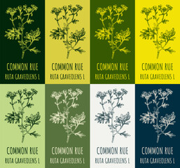 Set of vector drawing of COMMON RUE   in various colors. Hand drawn illustration. Latin name RUTA GRAVEOLENS L.
