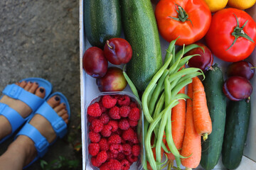 Crate of fresh fruit and vegetable, picked from the garden, and feet in blue sandals. Summer in the garden cocnept. Top view, unrecognizable person.