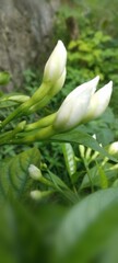 Fototapeta premium Flower buds