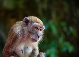 Monkey in Batu Caves Malaysia
