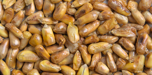 Peruvian chulpe corn kernels (raw roasted cancha nuts) for ceviche or cebiche (fried popcorn, maiz, cuzco, maize, toasted ancient grains) cooked product of Peru, Ecuador, Colombia, chulpi alimentos