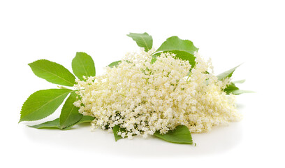 Bouquet of beautiful elderberry.