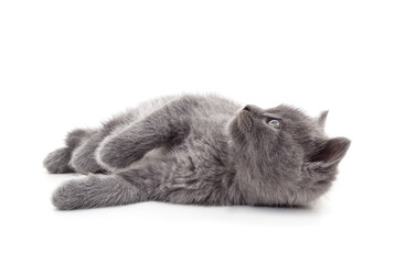 Little gray kitten lying .