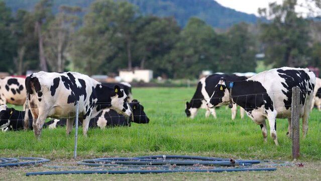 Dairy Cows in a field grazing on green grass in spring, in Australia.