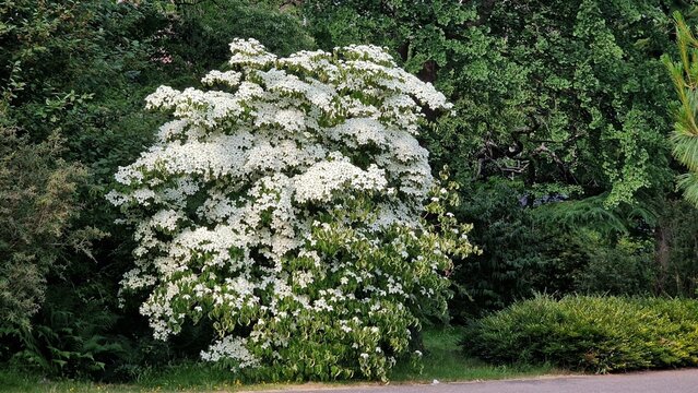 Dogwood tree in full bloom, in the garden, on a sunny summer day. Tree with white flowers of Kousa Dogwood, Cornus Kousa or Benthamidia japonica.
