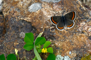 Brown argus // Kleiner Sonnenröschen-Bläuling (Aricia agestis) - Greece