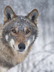 portrait of a gray wolf covered with ice in winter in the forest