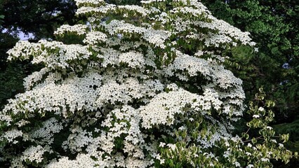 White flowers of  Kousa Dogwood Tree, Cornus Kousa or Benthamidia japonica. White flowers of Dogwood tree in full bloom, in the garden.