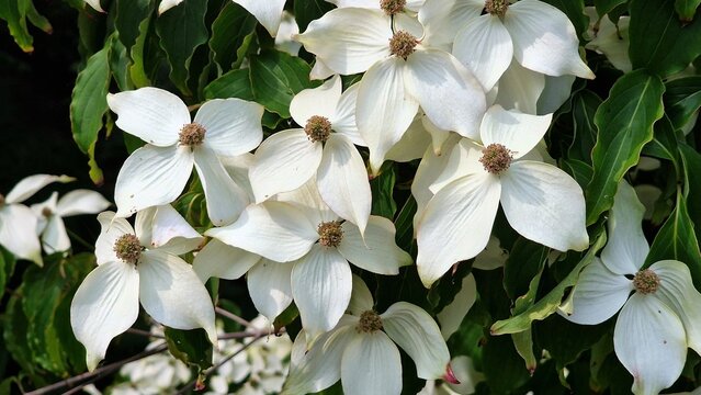 White flowers of  Kousa Dogwood Tree, Cornus Kousa or Benthamidia japonica. White flowers of Dogwood tree in full bloom, in the garden.