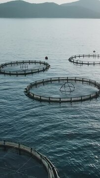 Aquaculture farming, fish growing cages in calm deep water, Aerial view