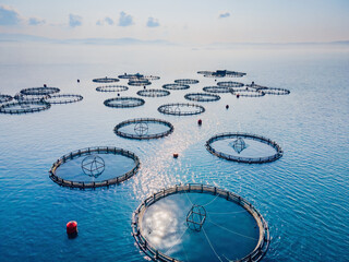 Aquaculture cages fish farm in sea, seafood industry. aerial view