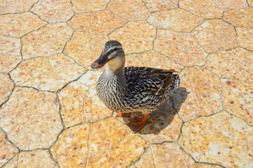 duck on the park's footpath