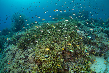 Fototapeta na wymiar A plethora of corals and small fish thrive on a reef in Komodo National Park, Indonesia. This region is home to extraordinary marine biodiversity and is a popular area for scuba diving and snorkeling.