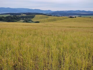 Obraz premium Wheat field during sunnrise or sunset. Slovakia 