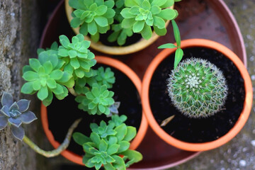 Flower pots with various cacti and succulents in the garden. Top view, selective focus.