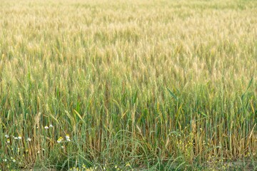 Wheat field during sunnrise or sunset. Slovakia	