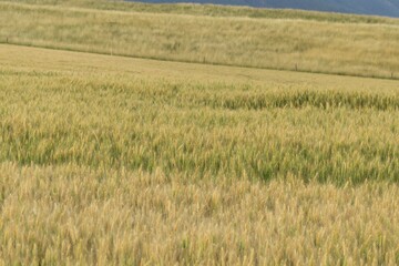 Wheat field during sunnrise or sunset. Slovakia	