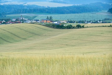 Wheat field during sunnrise or sunset. Slovakia	