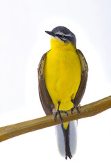 Western Yellow Wagtail isolated on white background