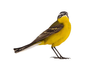 Western Yellow Wagtail isolated on white background
