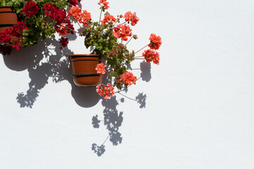 Red and pink flowers on brown pots hanging from the white walls. European aesthetic plants give off a summer vibe.