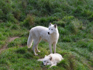 Obraz premium arctic She-wolf and little wolf cub on green grass