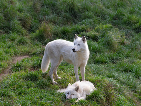 arctic She-wolf and little wolf cub on green grass