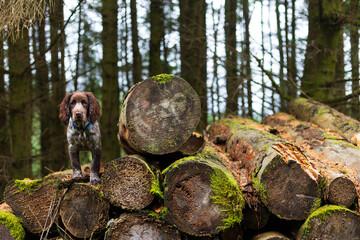  A puppy in the forest 