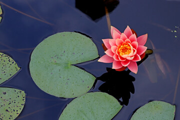 Water lily on dark water with leaves