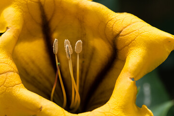 Close up of the inside of a yellow flower