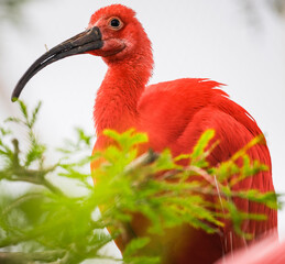 close up of a scarlet ibis 