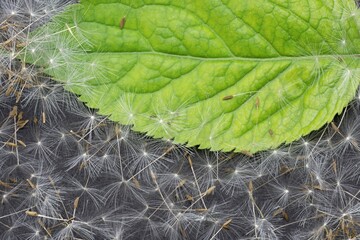 Zielony liść w otoczeniu nasion dmuchawca