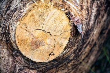 Aged cut tree trunk with warm brown texture and rings.