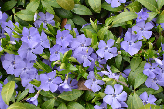 Spring blossom of periwinkle small (Vinca minor)