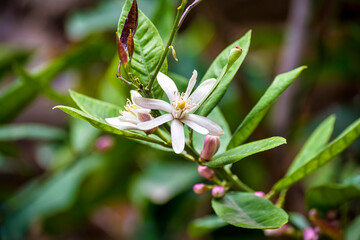 Delicate white flower with a lush green backdrop. Macro photography. White flowers.