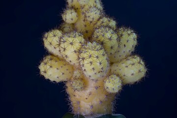Żółty kaktus z bliska - obrazy, fototapety, plakaty