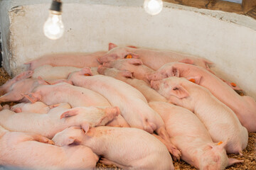 Many piglets sleeping together in the pen, ready to be fattened and raised for the sale of meat