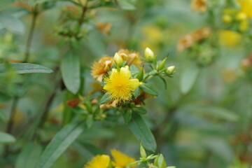 セイヨウオトギリ