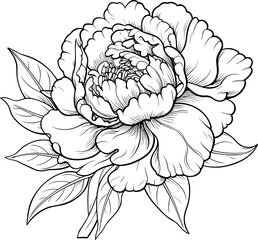 Peonies line art vector illustration set isolated on white. Flower black ink sketch. Modern minimalist hand drawn design. © necropos12