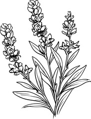 Lavender line art vector illustration set isolated on white. Flower black ink sketch. Modern minimalist hand drawn design.