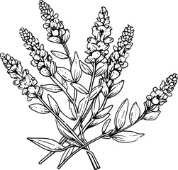 Lavender line art vector illustration set isolated on white. Flower black ink sketch. Modern minimalist hand drawn design. © necropos12