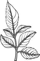 Flower line art vector illustration set isolated on white. Flower black ink sketch. Modern minimalist hand drawn design.