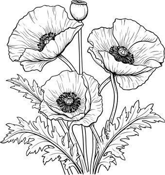 Poppies line art vector illustration set isolated on white. Flower black ink sketch. Modern minimalist hand drawn design.