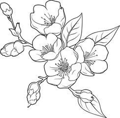 Cherry flower blossom, botanical art. Spring almond, sakura, apple tree branch, hand draw doodle vector illustration. Cute black ink art, isolated on white background. Realistic floral bloom sketch. - obrazy, fototapety, plakaty