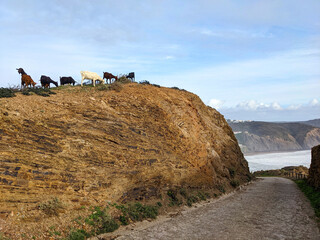 Goats cliff ocean  Aljezur Portugal - 618300761