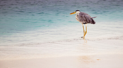 great Blue Heron by the sea