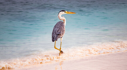 great Blue Heron by the sea