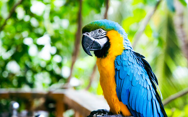 beautiful Blue-and-Yellow Macaw in rainforest